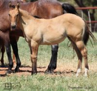 Royetta's 2021 Dun Filly